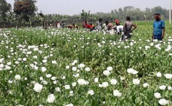 জয়পুরহাটে ১ বিঘা জমিতে পপি গাছ ও ফল উদ্ধার