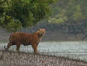 সুন্দরবন, সাফারি পার্ক বন্ধ ঘোষণা